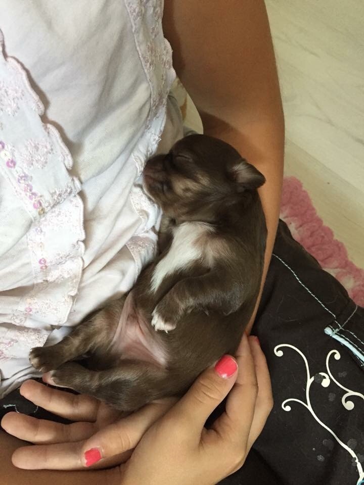 Des Gold'n Minis - Chiot disponible  - Chihuahua