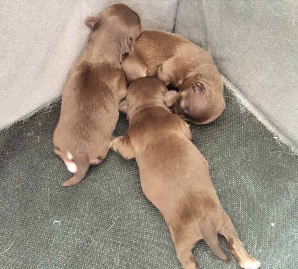 Chiot Chihuahua Des Gold'n Minis